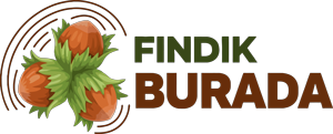 Fındık Burada
